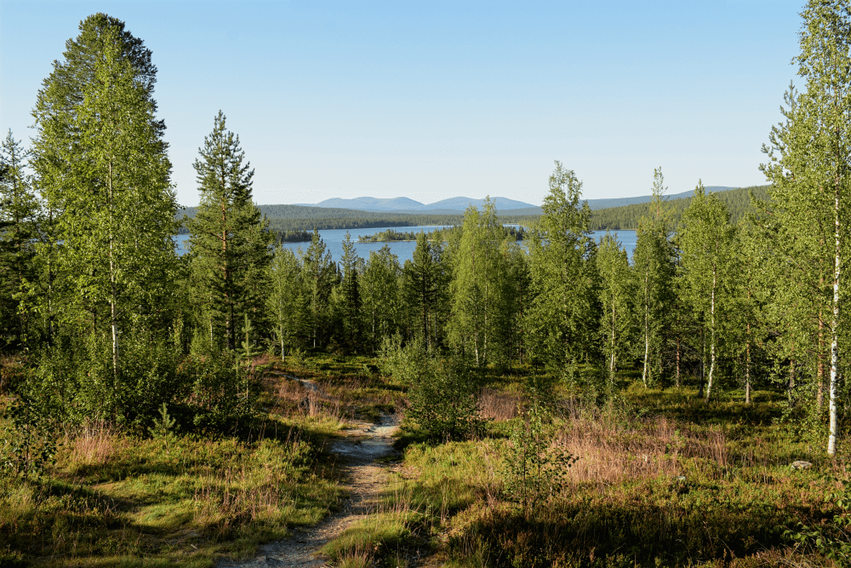 Wälder in Lappland