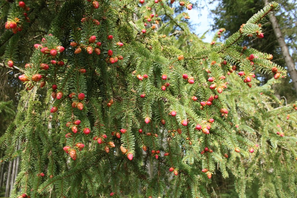 Nadelbaum mit jungen Zapfen