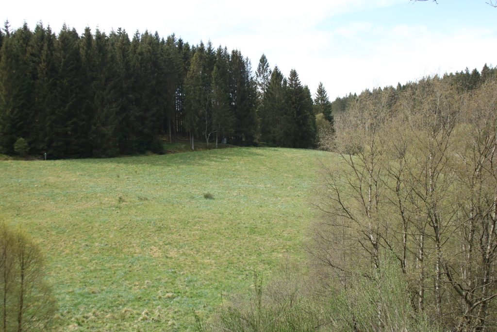Blick auf die Narzissenwiese