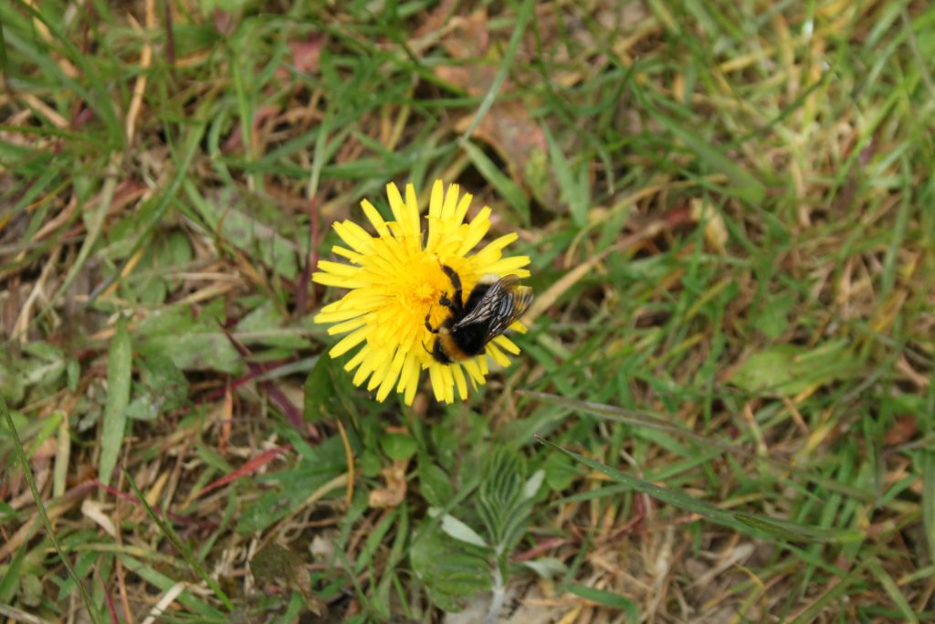 Hummel auf Löwenzahnblüte
