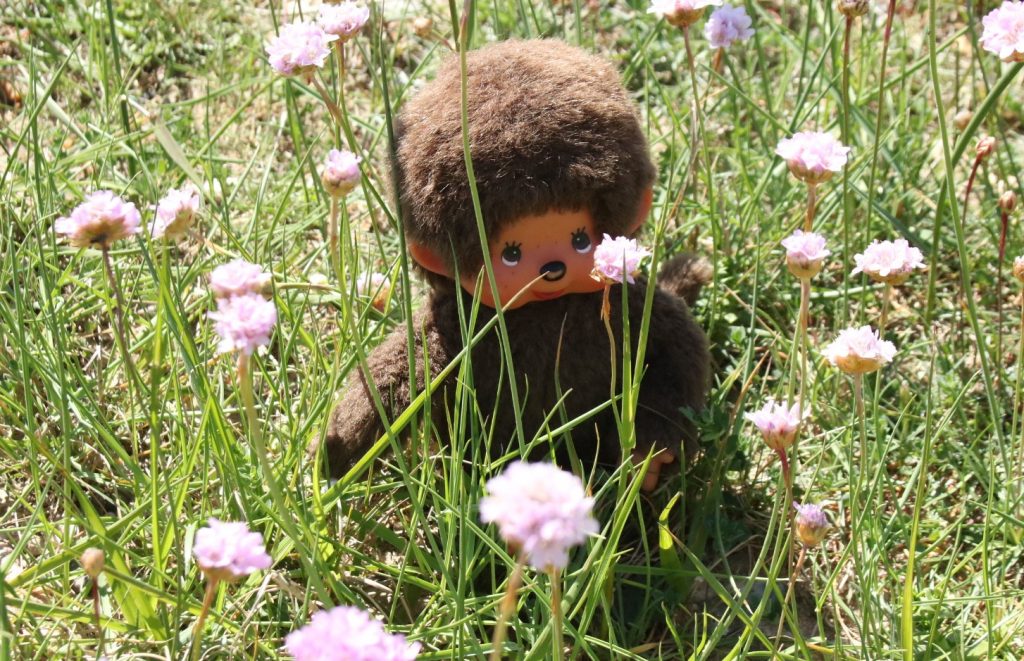 Minou im wilden Klee