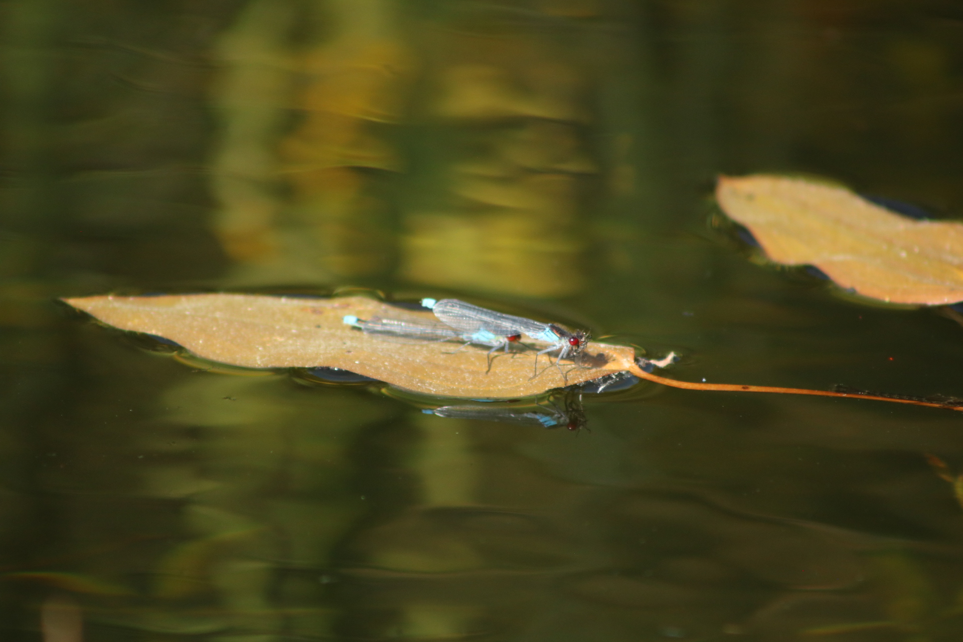 Libellen beim sonnen auf einem Blatt