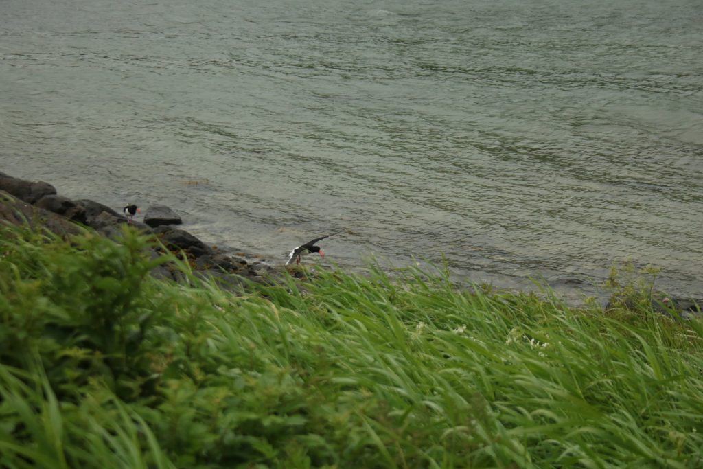Austernfischer am Meer