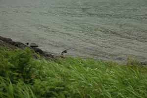 Austernfischer am Meer