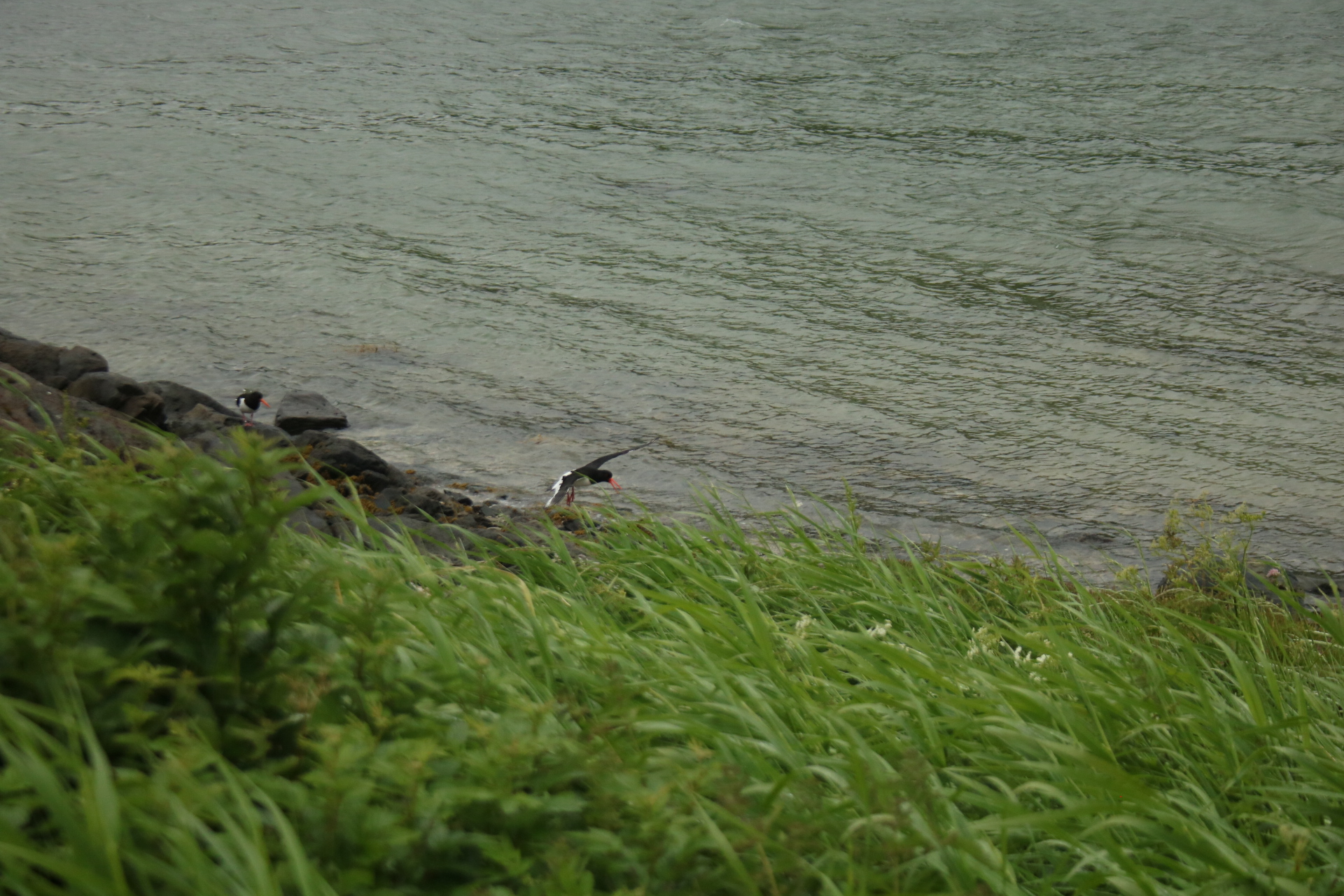 Austernfischer am Meer