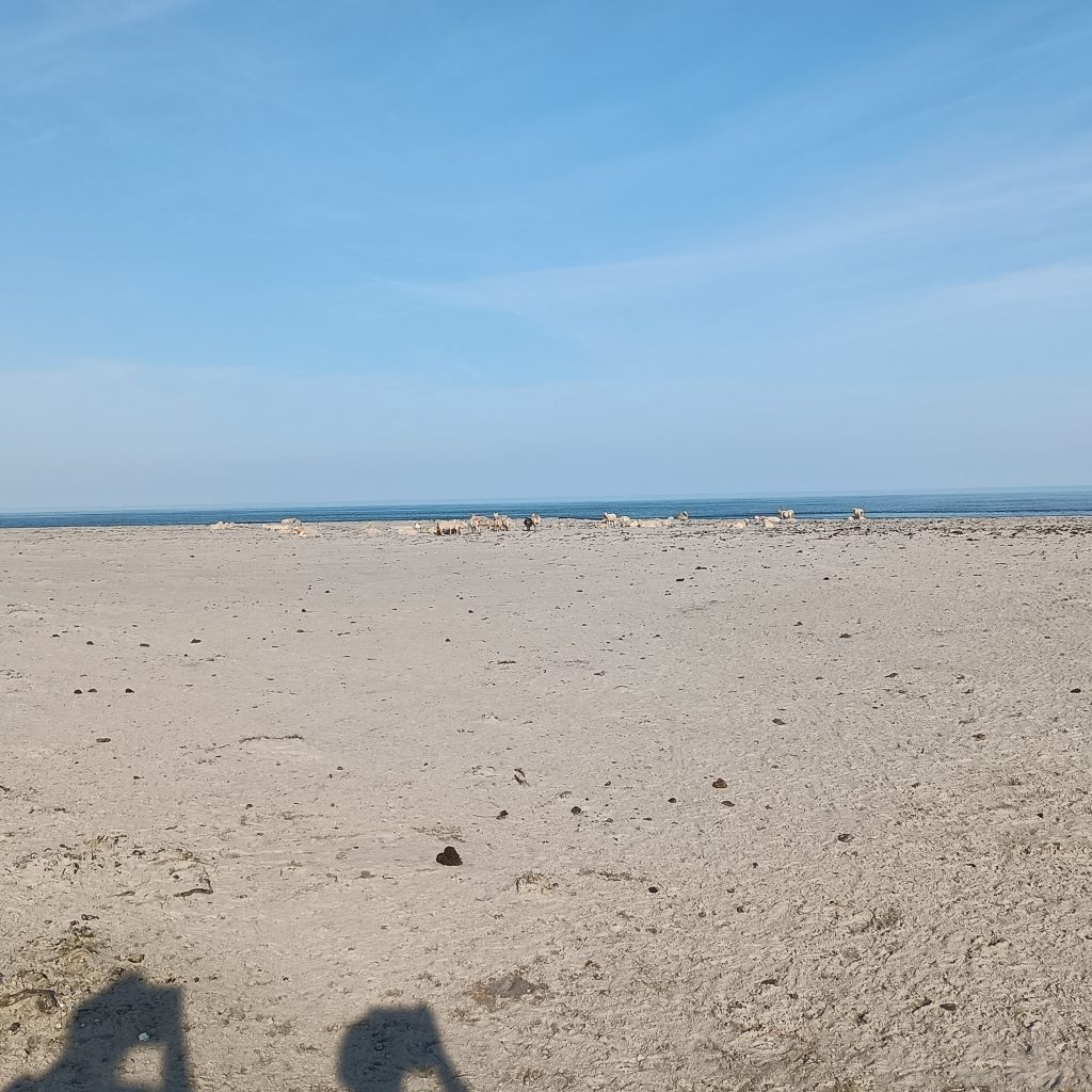 Strand, Meer und Himmel. Im Hintergrund Schafe
