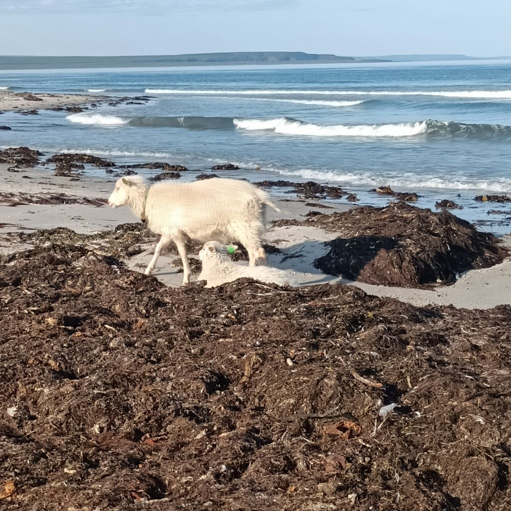 Schaf am Strand zwischen Algen