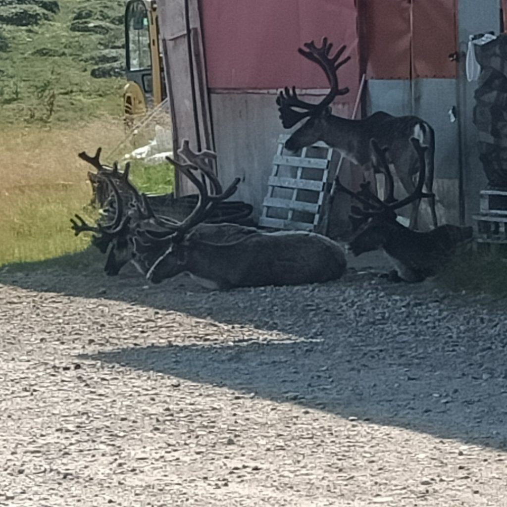 Rentiere im Schatten einer Lagerhalle