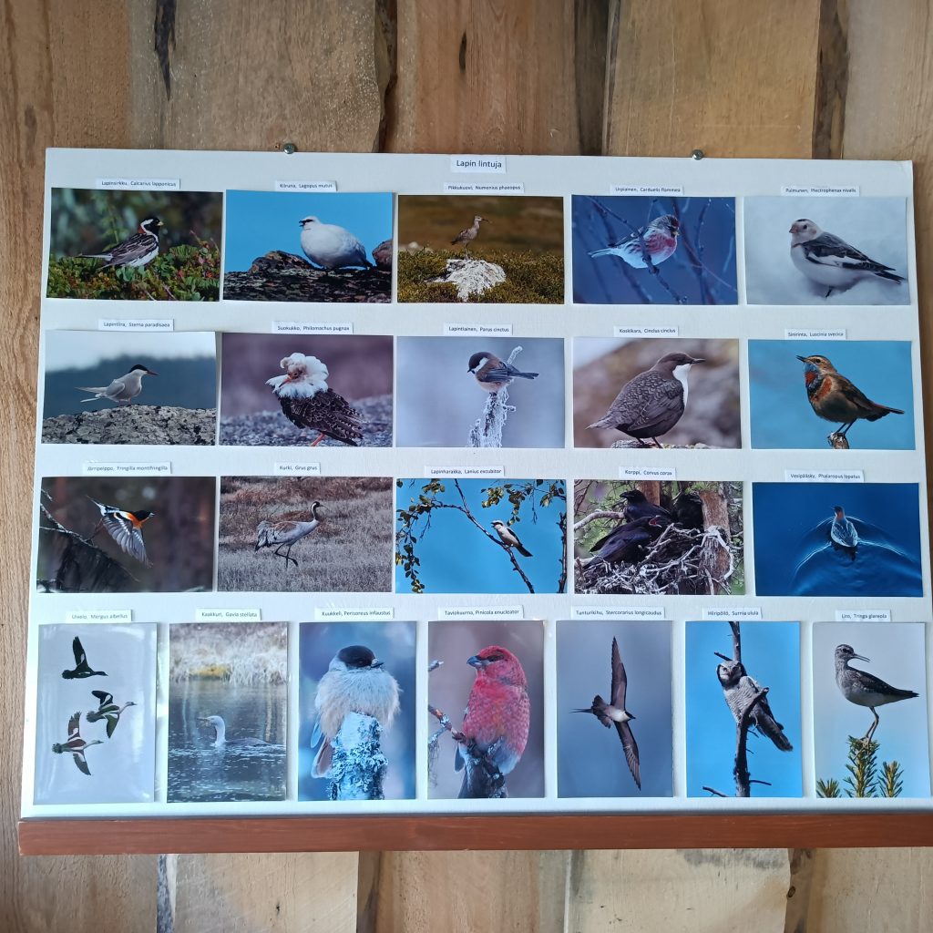 Tafel mit den Vögeln in Lappland