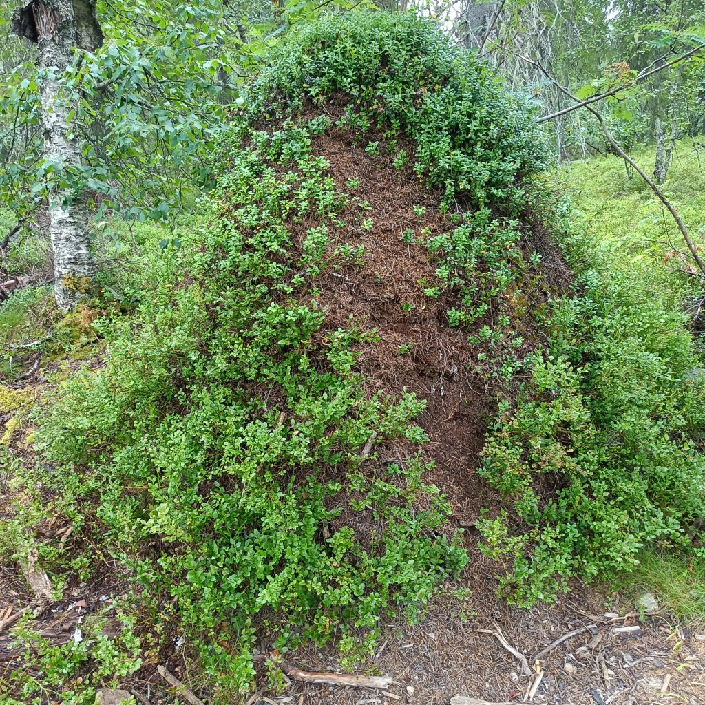 Großer Ameisenhaufen mit Blauberr-Bepflanzung