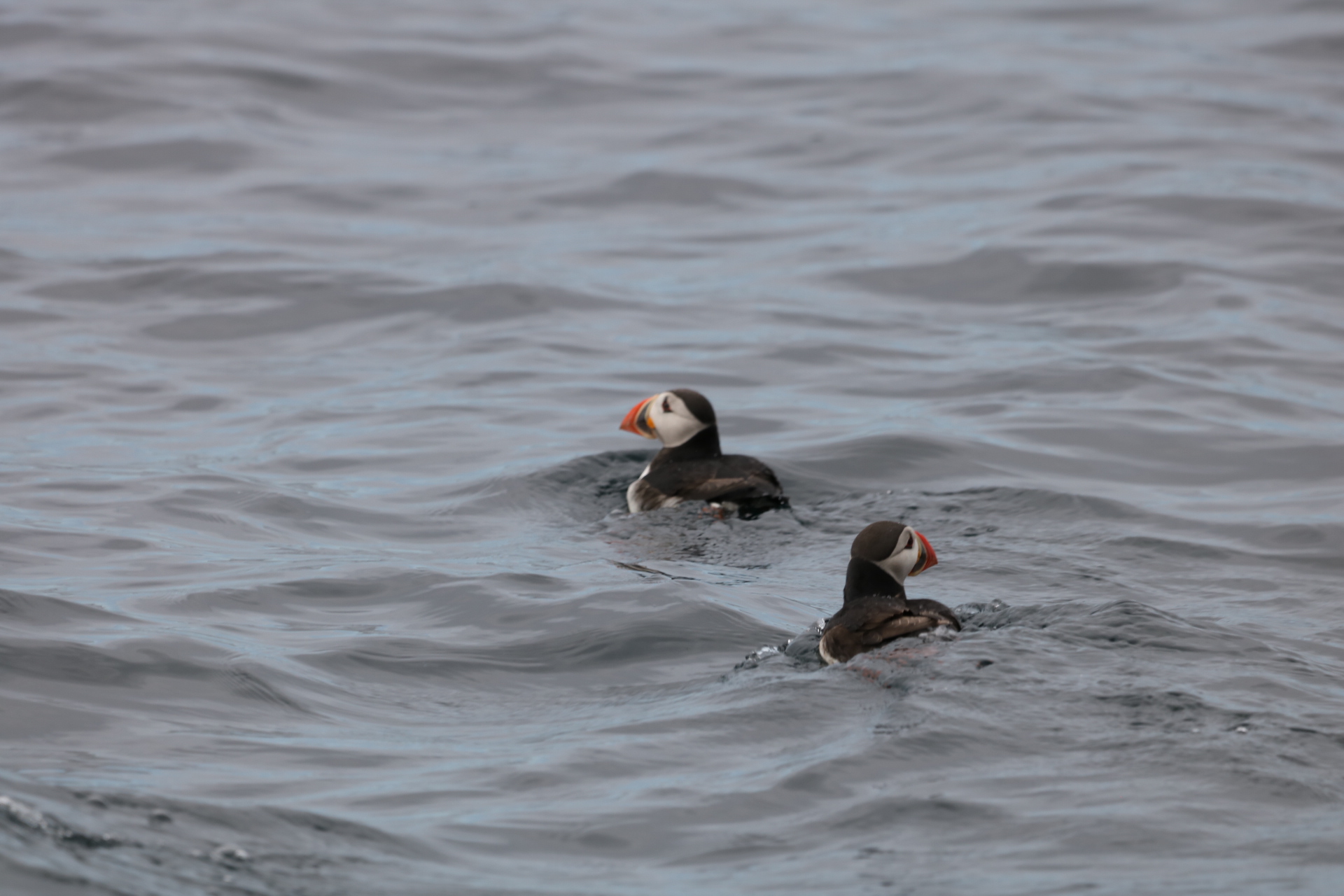 Zwei Puffins im Meer