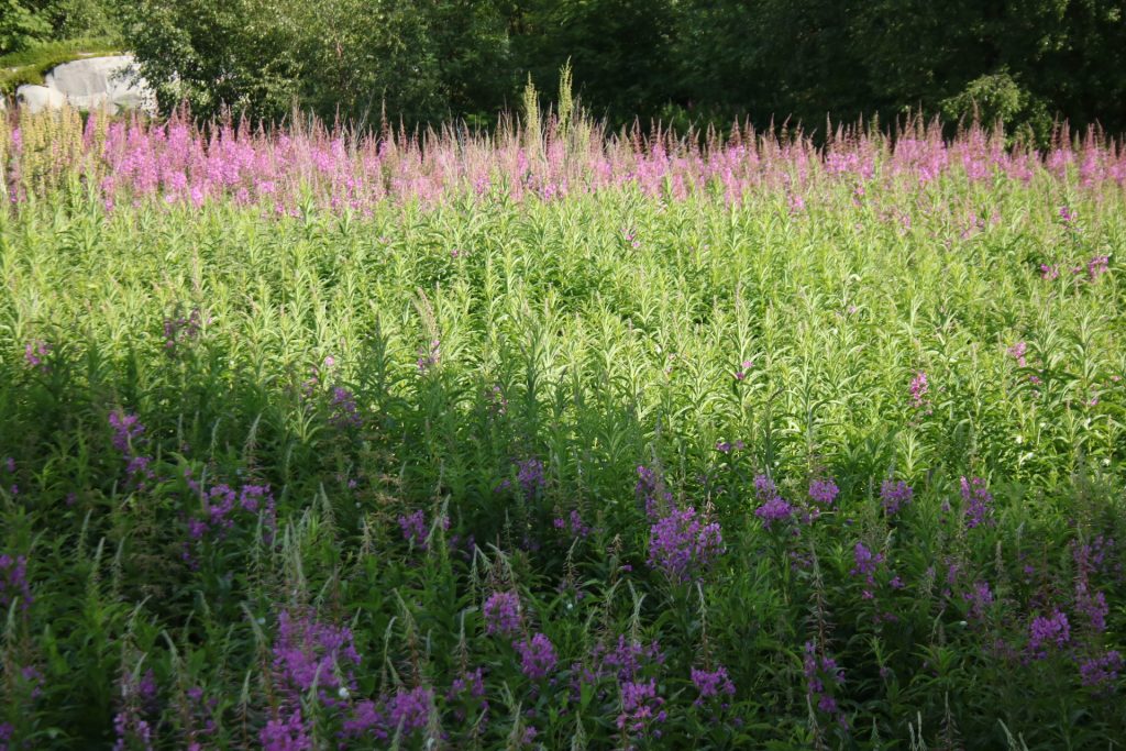 Blumenfeld mit lilablumen