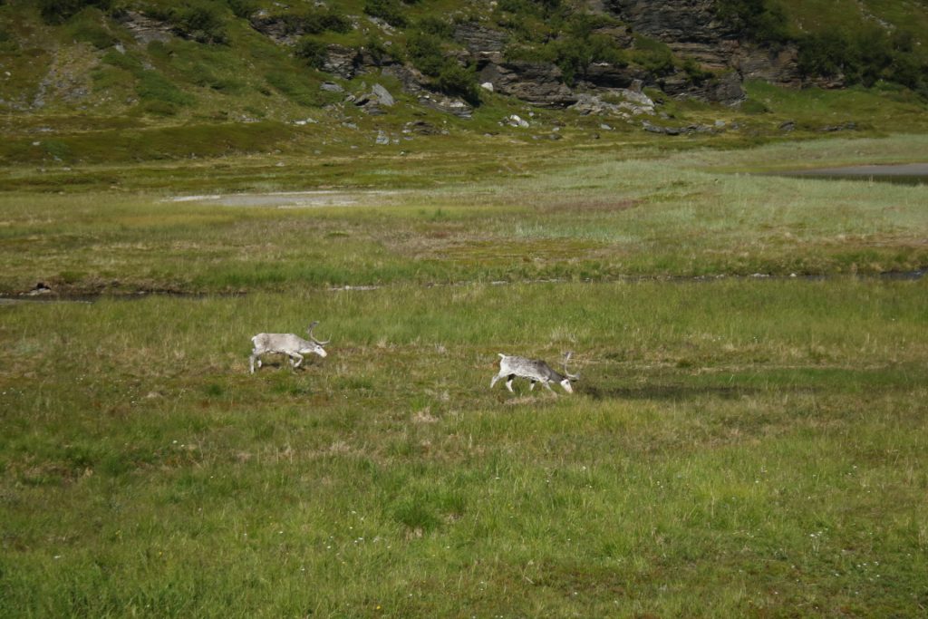 Zwei Rentiere auf einer grünen Wiese