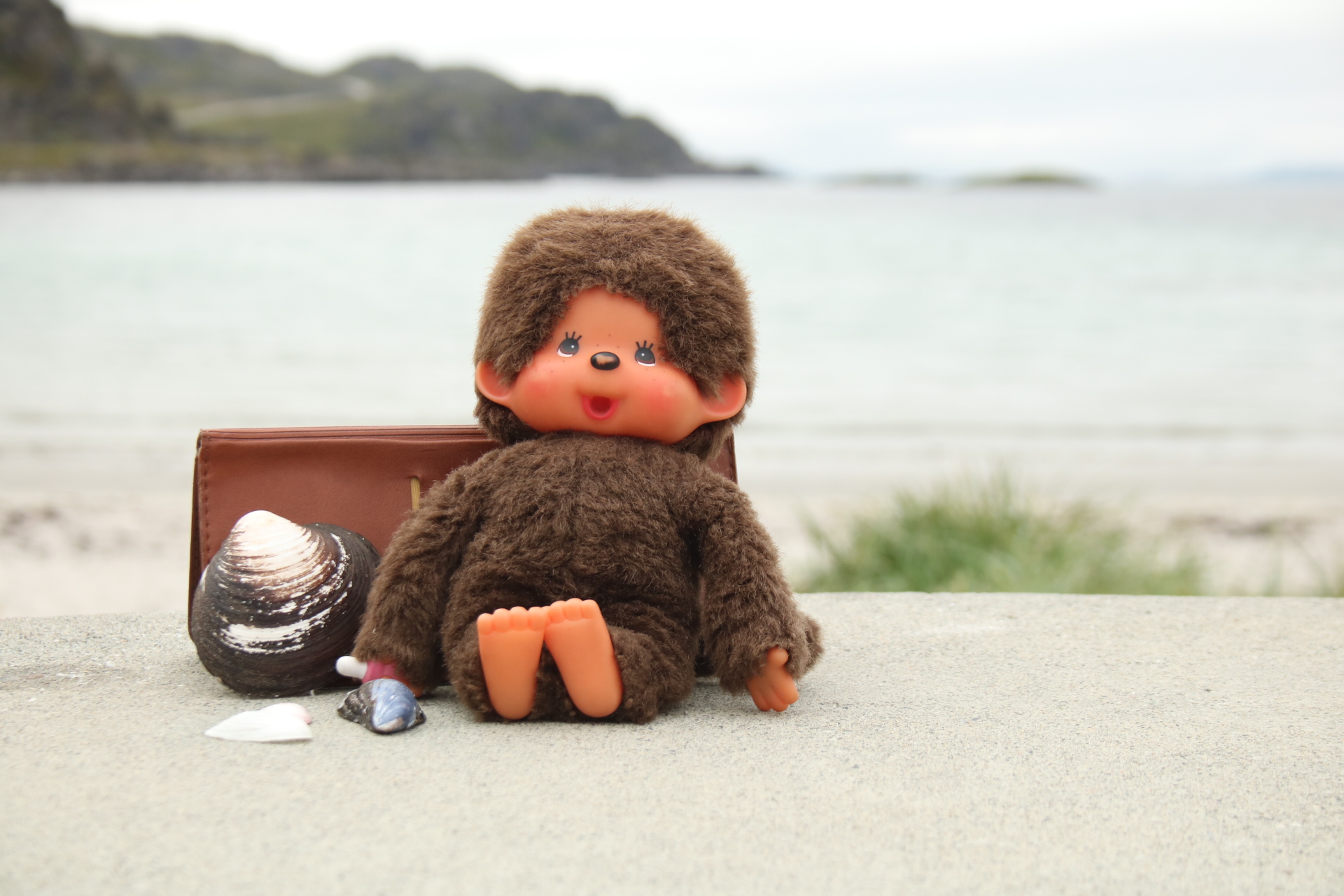 Minou unser Maskottchen mit Muscheln vor dem Atlantik