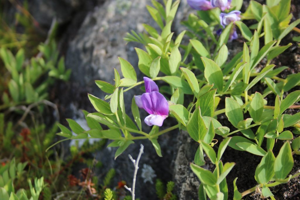 Lila-weiße Wildorchidee mit grünen Blättern