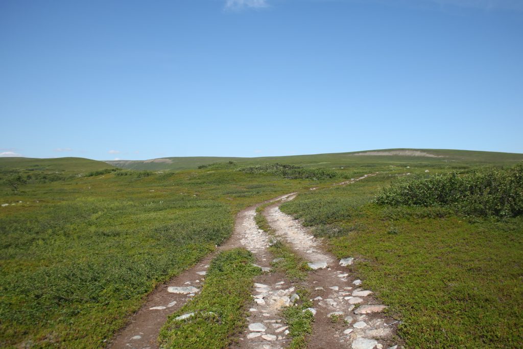 Wanderweg durch knöchelhohe Gebüsch zum Nattfjelldalen Idjaavze 