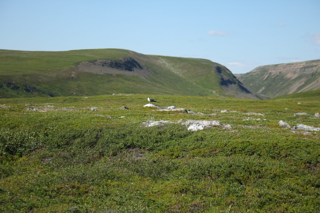 Blick zum Nattfjelldalen mit Falkenraubmöwe 