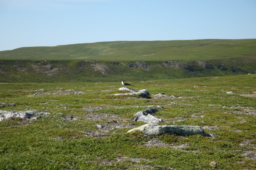 Bergblick mit Falkenraubmöwe