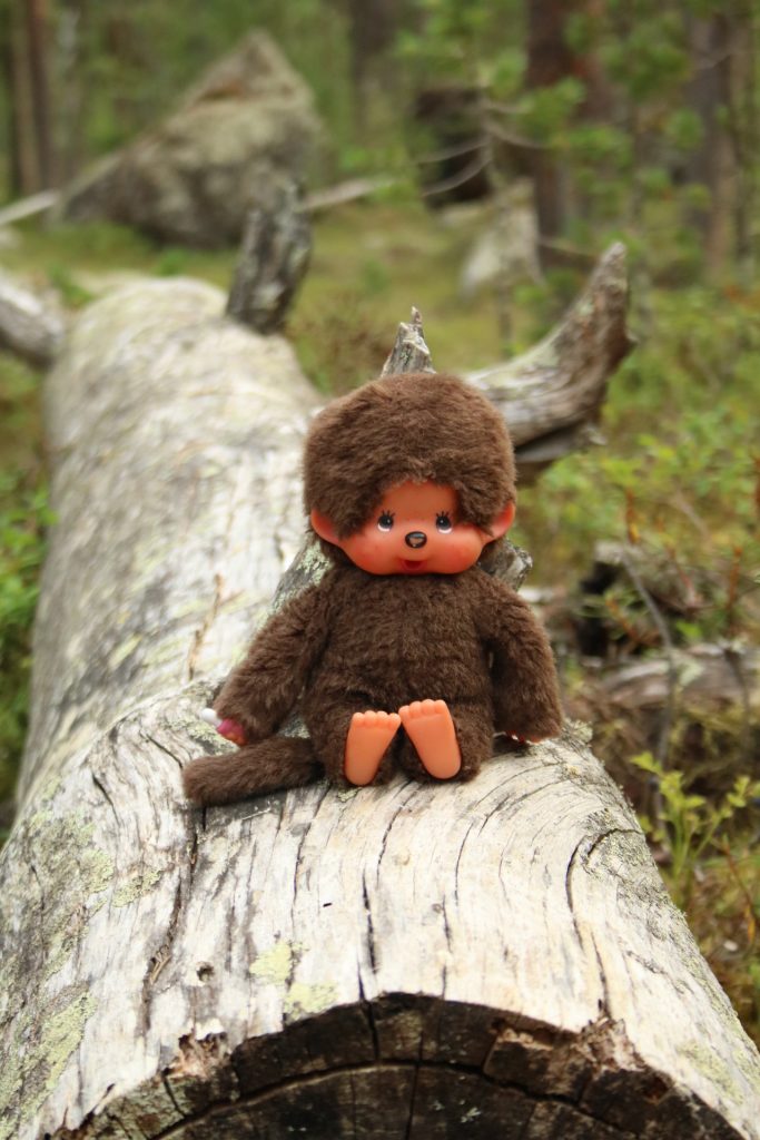 Minou auf einem Baumstamm