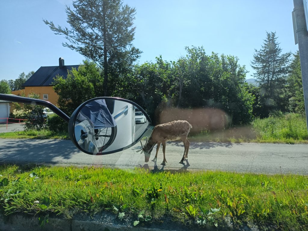 Rentier auf dem Fahrradweg
