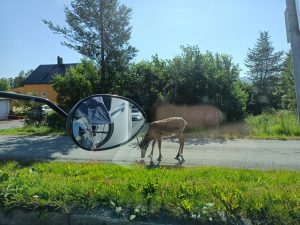 Rentier auf dem Fahrradweg