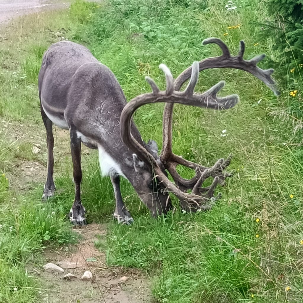 Rentierbulle beim Grasen