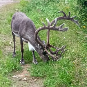 Rentierbulle beim Grasen