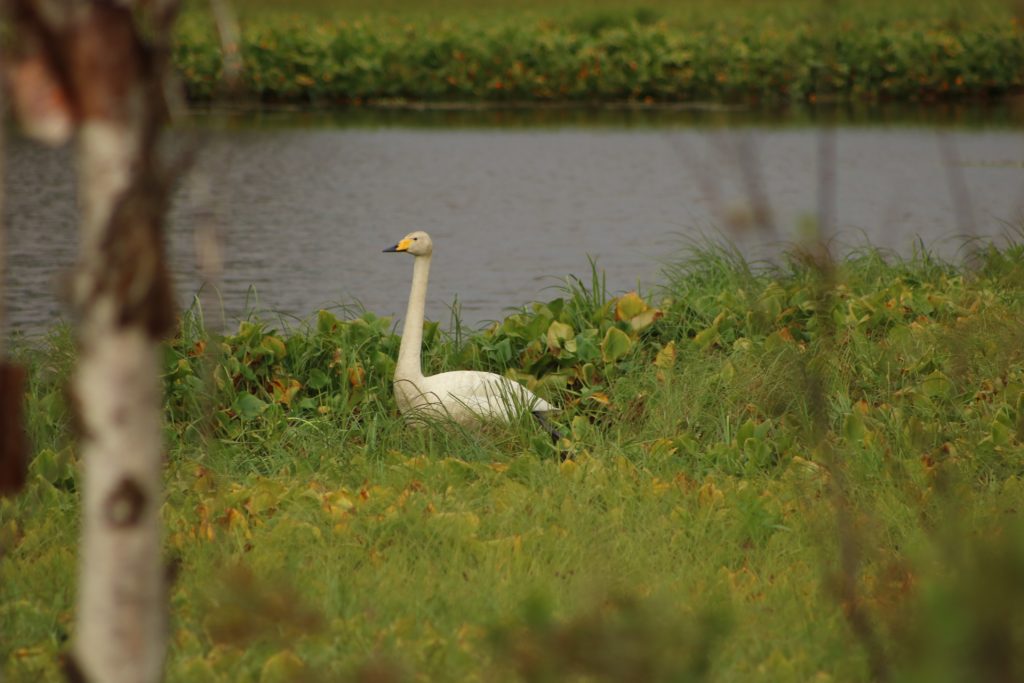 Singschwan auf einer Wiese