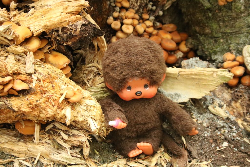 Minou in den Pilzen im Wald von Bomba