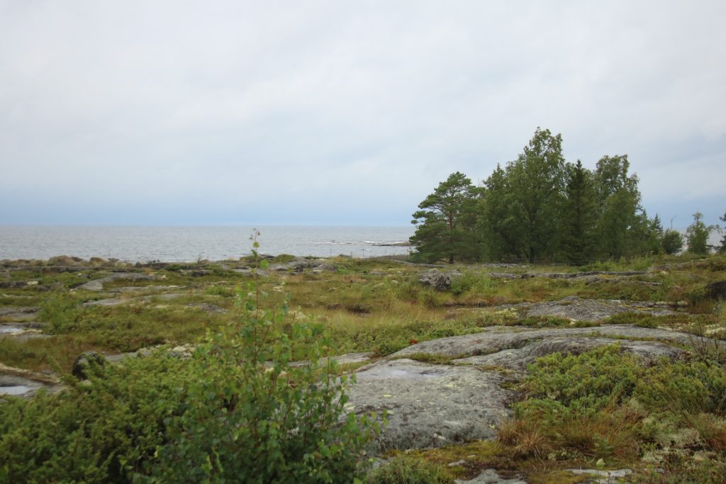 Blaubeerbüsche auf Tankar