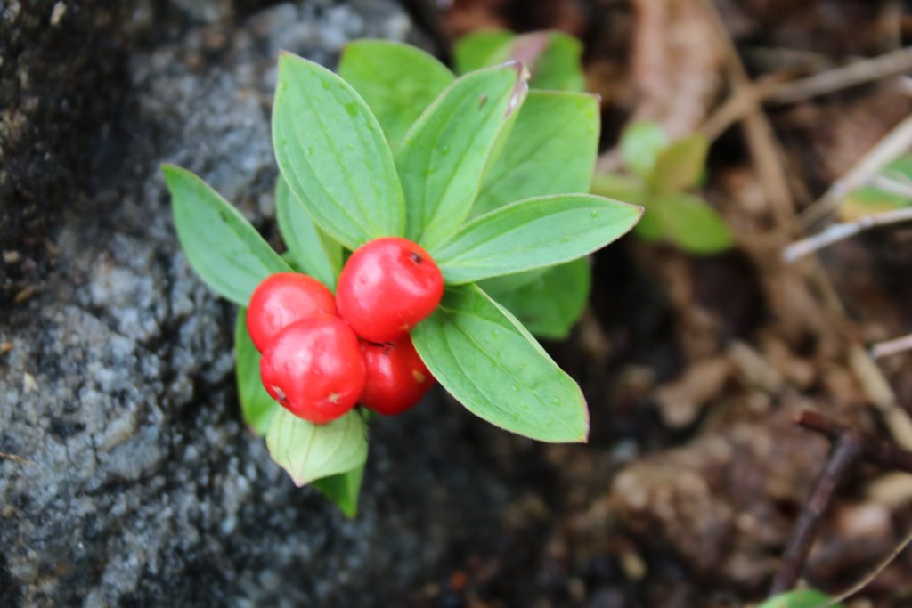 Rote Beere mit grünen Blättern