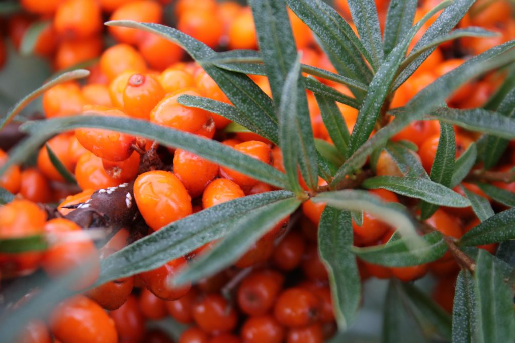 Orange Beere und Grüne Blätte - Sandorn