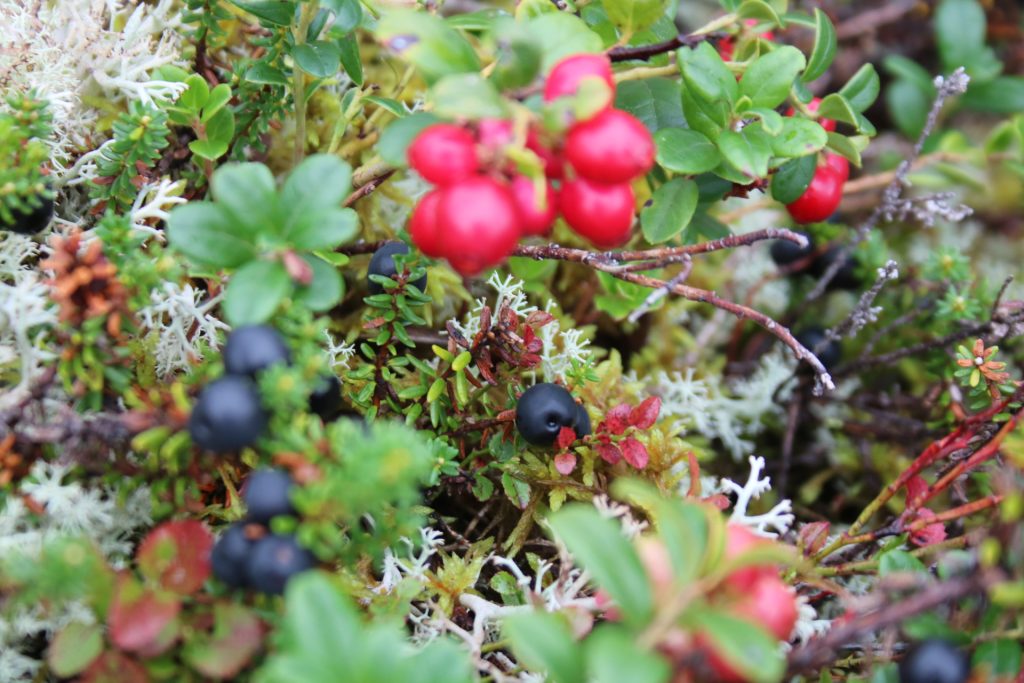 Rote und blaue Beeren mit grünen Blättern und Moos