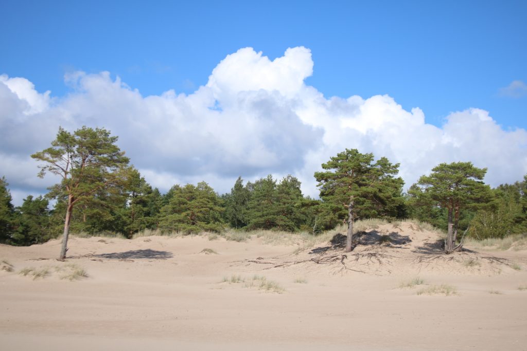 Sandstrand und Pinien