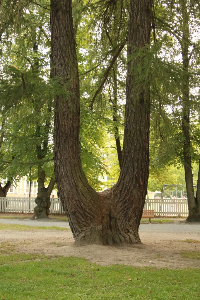 Baum mit zwei Stämmen
