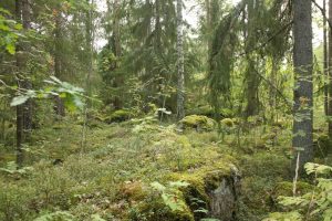 Urwald in Imatra