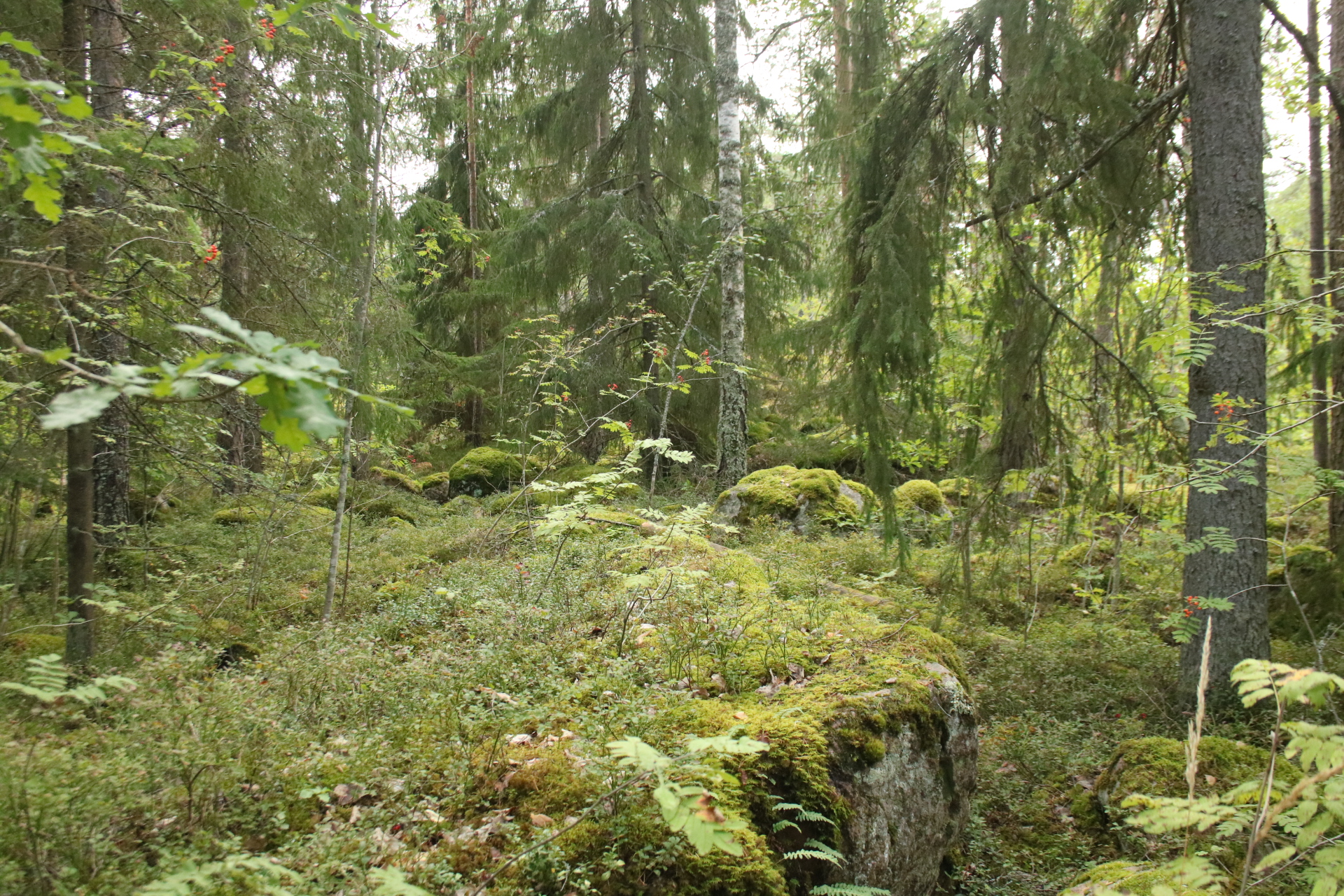 Urwald in Imatra