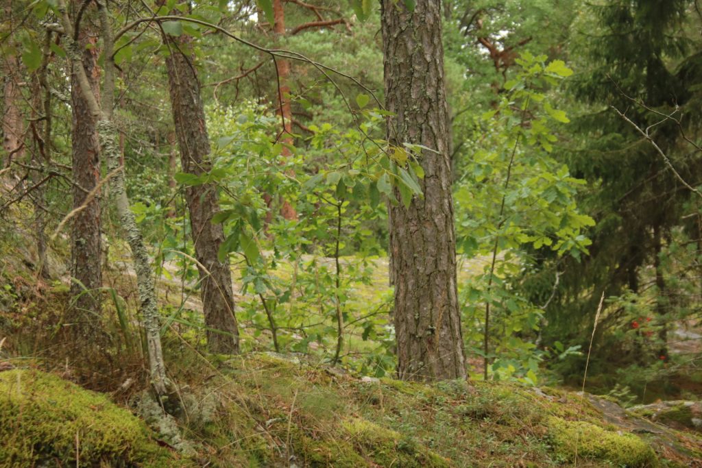 Wald bei Imatra