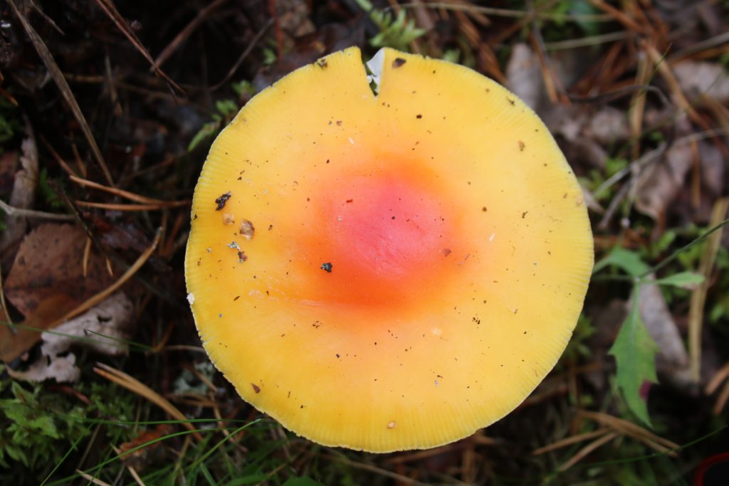 gelber Pilz mit roter Mitte