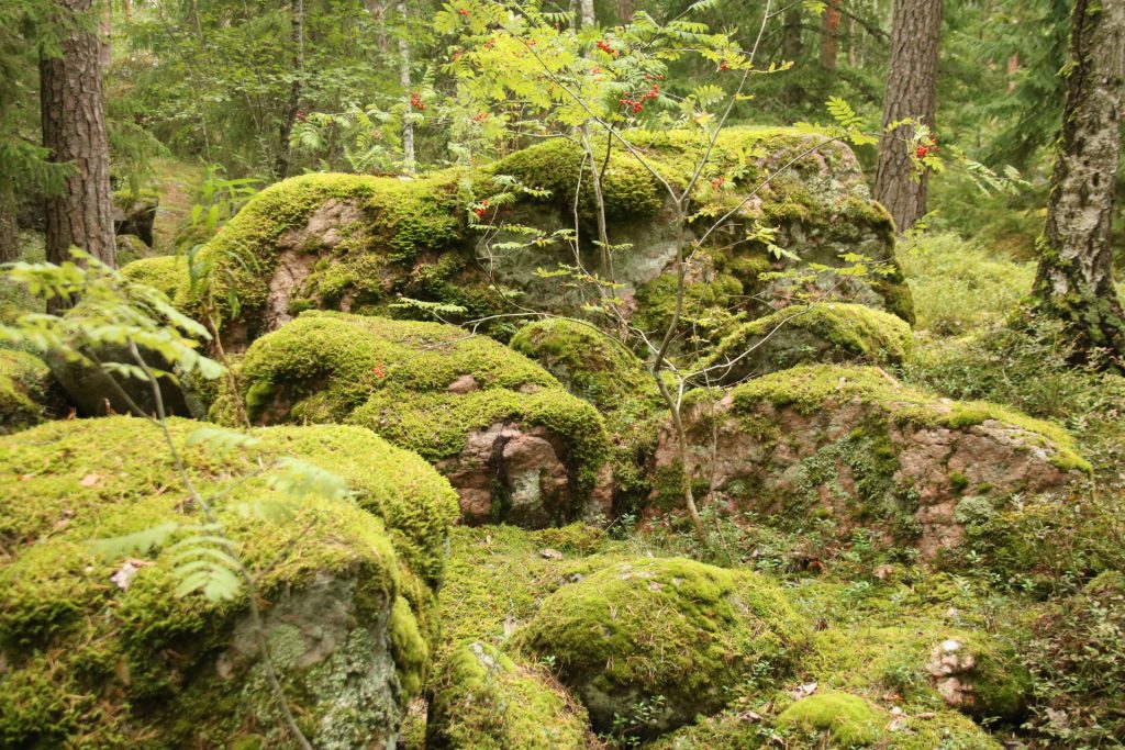 Moosbewachsene Steine