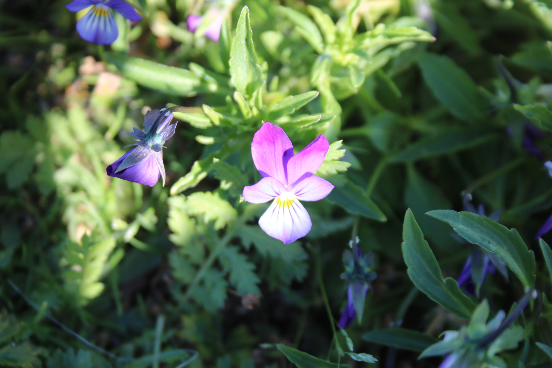 Blume im Sonnenlicht auf Soumenlinna oder Sveaborg