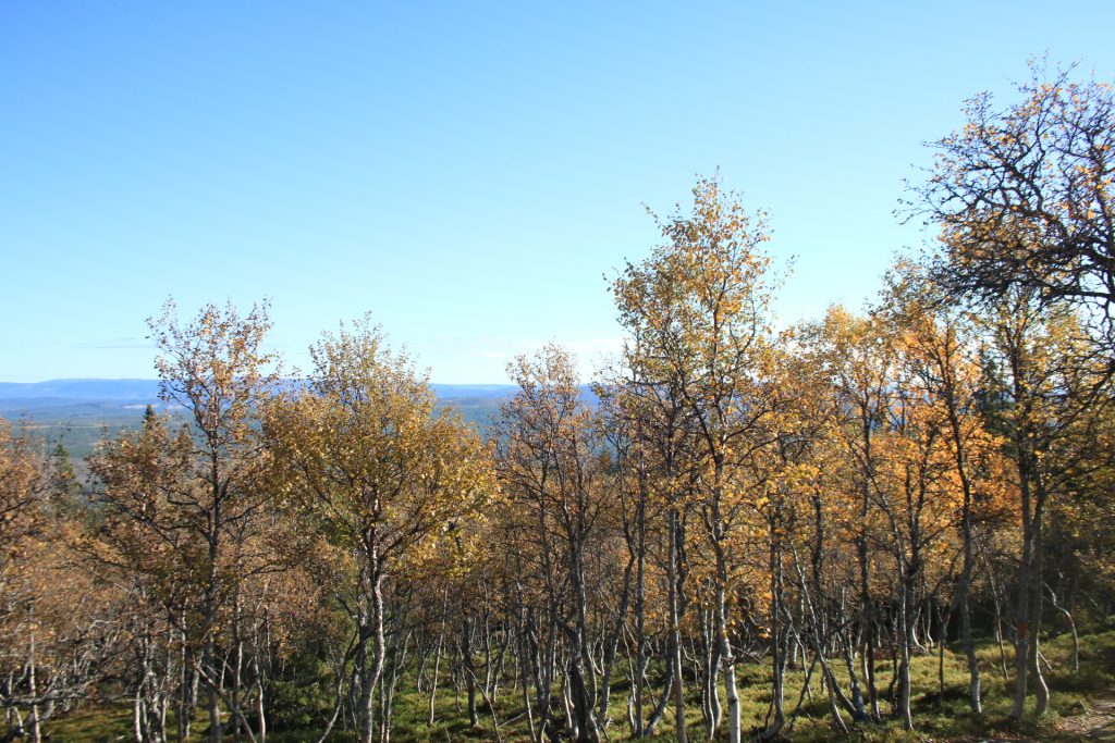 Sonfjället Nationalpark