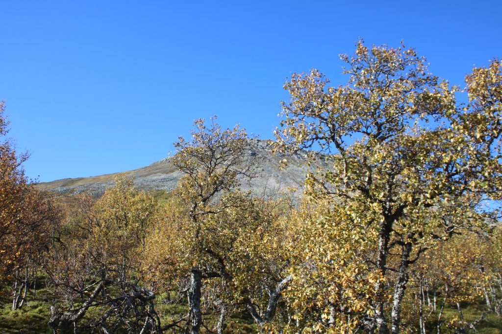 Sonfjällt Nationalpark