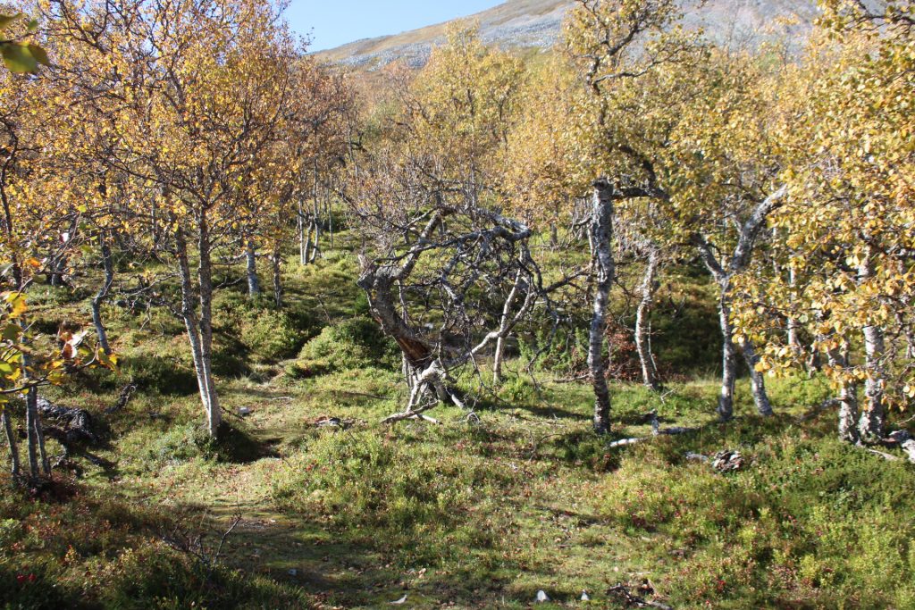 Sonfjällt Nationalpark