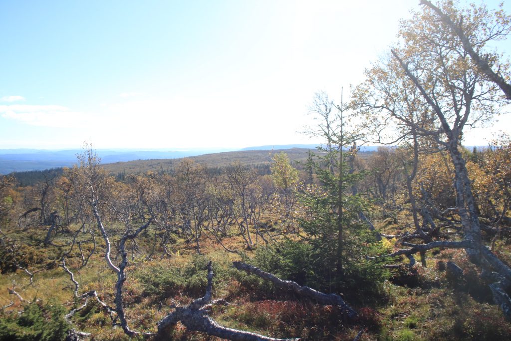 Sonfjällt Nationalpark