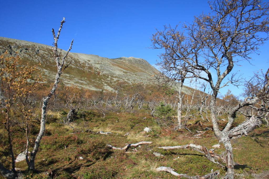 Sonfjällt Nationalpark