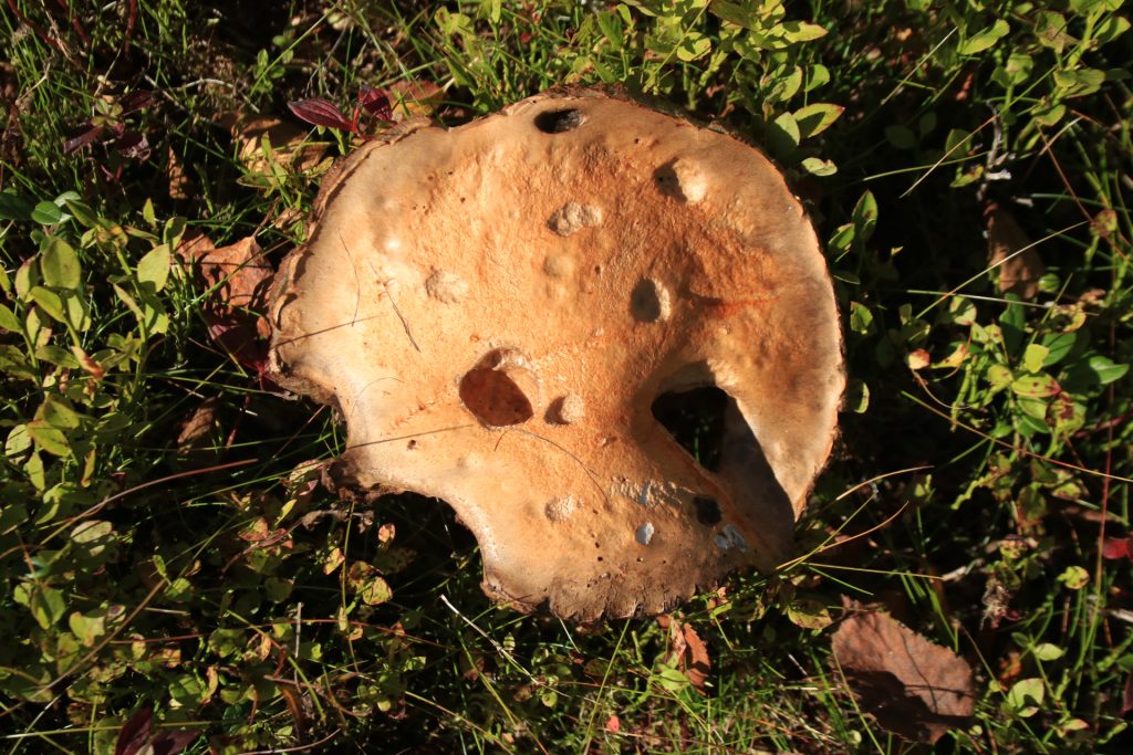 Riesiger brauner Pilz mit Löcher