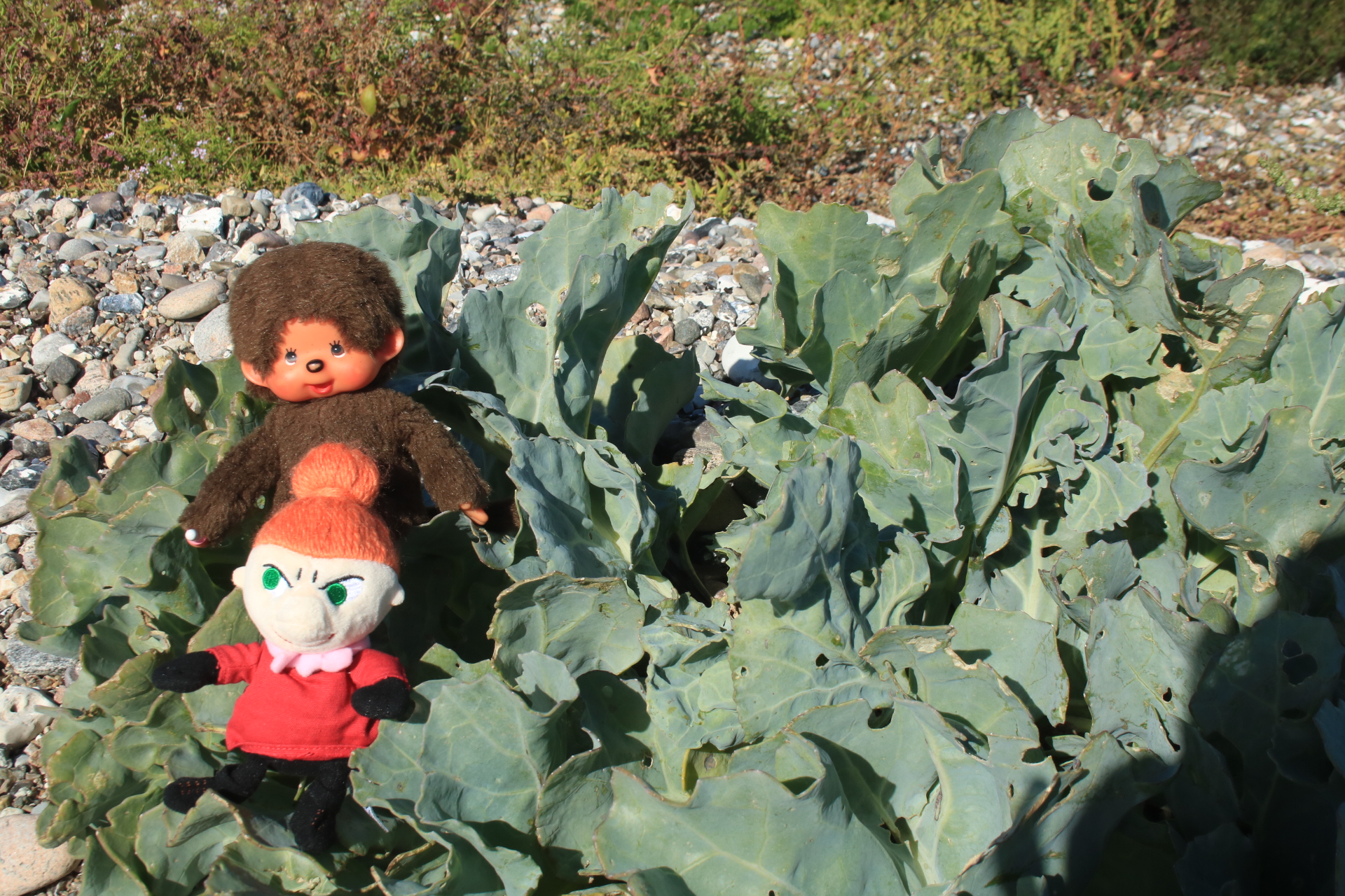 Minou und My im Strandkohl