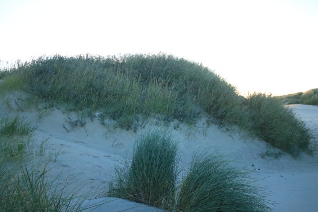 Düne mit Gras auf Rømø