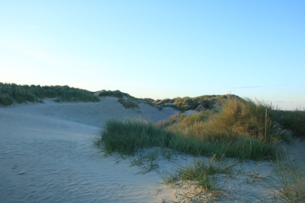 Düne mit Gras auf Rømø